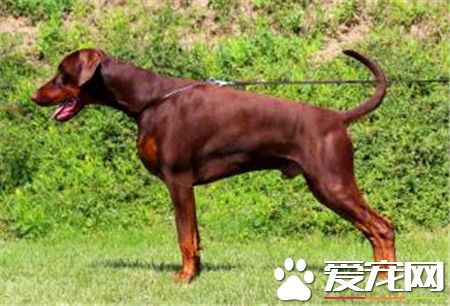 馬士提夫犬的價格 價格大約為1000到30000元