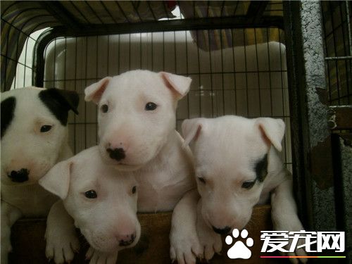 牛頭梗幼犬價格 一般價格在2000元左右