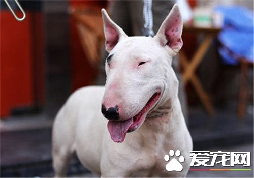 牛頭梗幼犬價格 一般價格在2000元左右