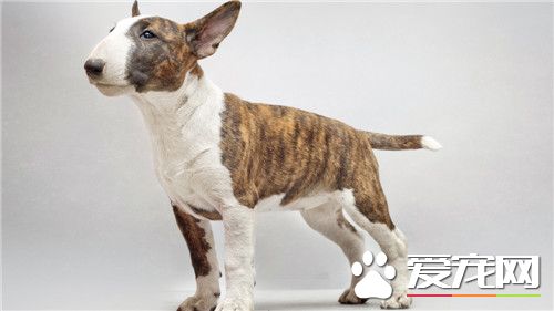 牛頭梗幼犬價格 一般價格在2000元左右