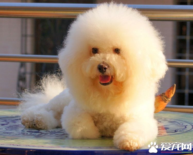 卷毛比熊犬的價格 普通售價在1000元左右