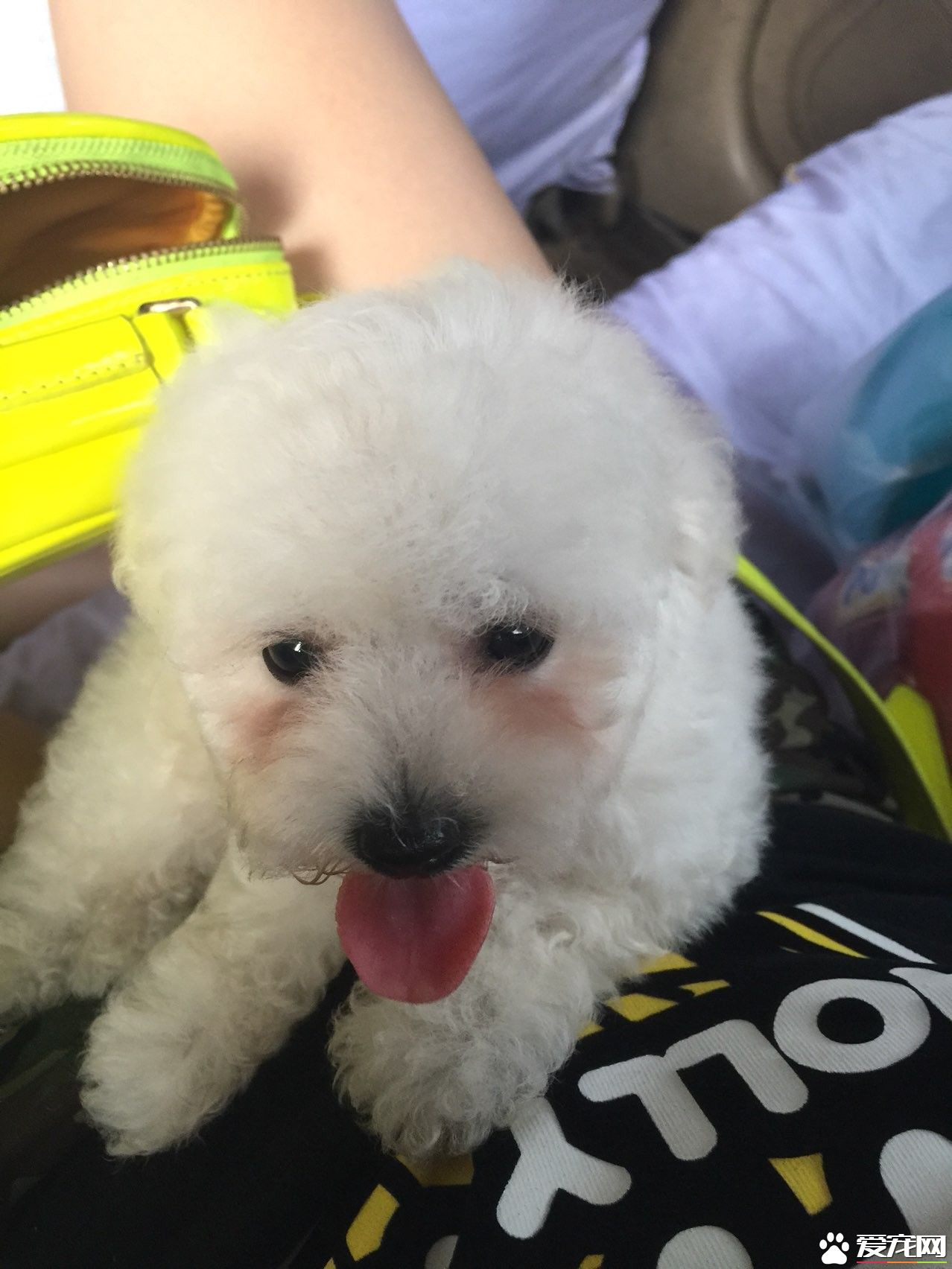 卷毛比熊犬報價 價格在1200到1800元左右