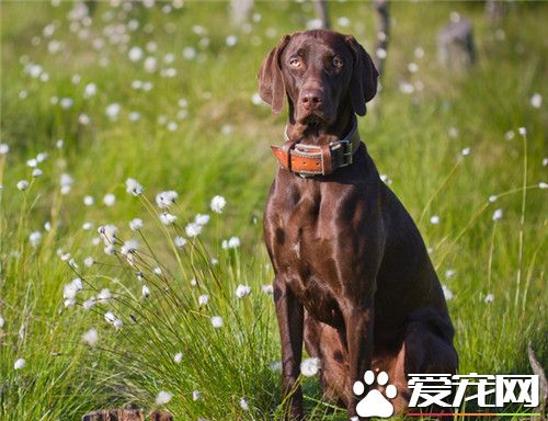 哪有維茲拉犬買 可以到寵物市場進行購買