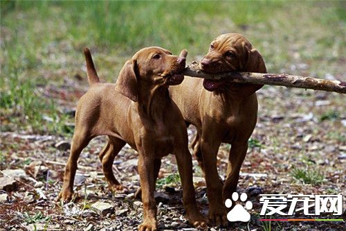 哪有維茲拉犬買 可以到寵物市場進行購買