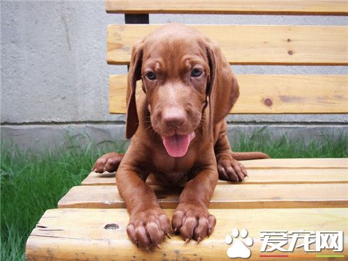 哪有維茲拉犬買 可以到寵物市場進行購買