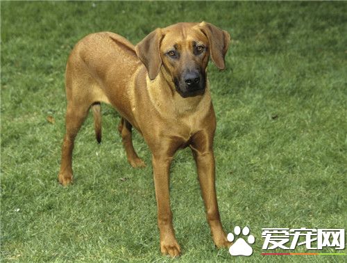 哪有賣羅得西亞脊背犬 寵物市場就可以買得到