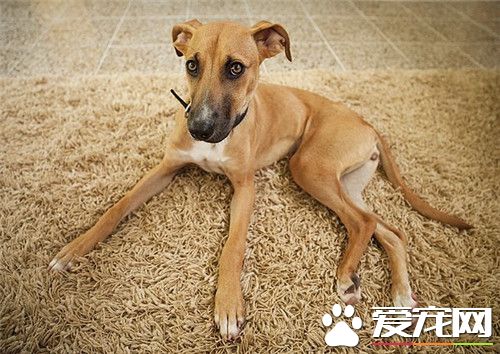 哪有賣羅得西亞脊背犬 寵物市場就可以買得到
