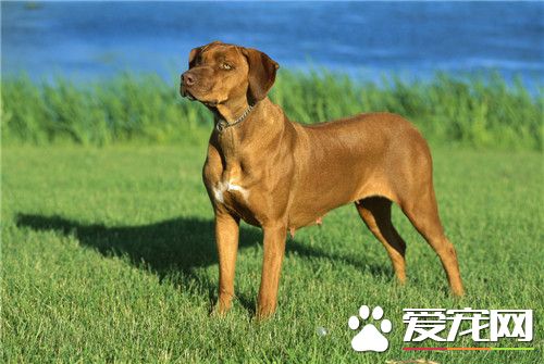哪有賣羅得西亞脊背犬 寵物市場就可以買得到