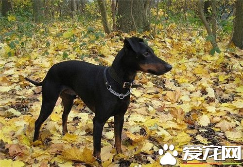 哪能買到曼徹斯特梗犬 一般專賣店可以買到