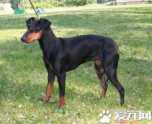 哪能買到曼徹斯特梗犬 一般專賣店可以買到