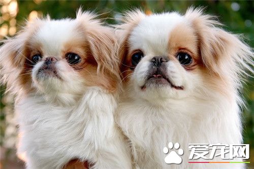 哪裡有日本仲犬賣 當地的寵物市場上購買