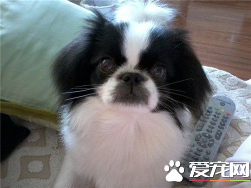 哪裡有日本仲犬賣 當地的寵物市場上購買
