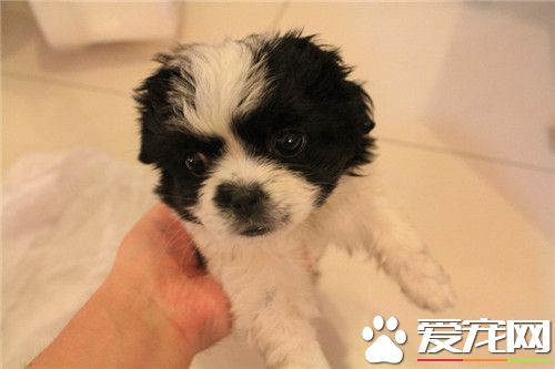 哪裡有日本仲犬賣 當地的寵物市場上購買