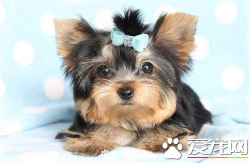哪裡有賣約克夏 選擇專業的寵物店去購買