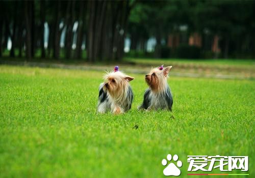 哪裡有賣約克夏 選擇專業的寵物店去購買