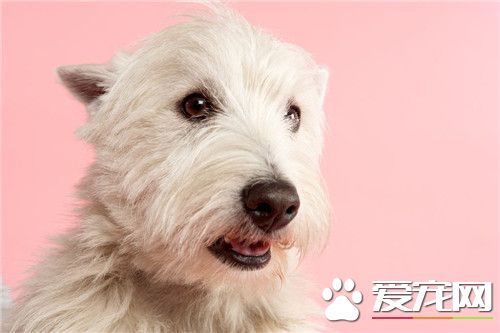 哪裡有賣西高地白梗 全國各地寵物市場都有賣