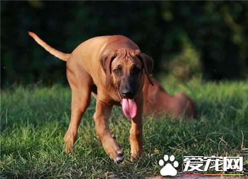 哪裡有賣尋血獵犬 可以在網上選擇購買