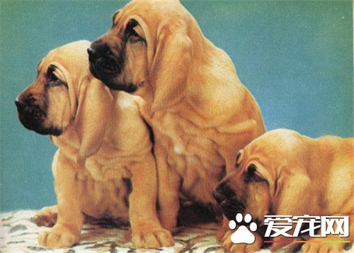 哪裡有賣尋血獵犬 可以在網上選擇購買