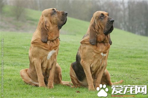 哪裡有賣尋血獵犬 可以在網上選擇購買