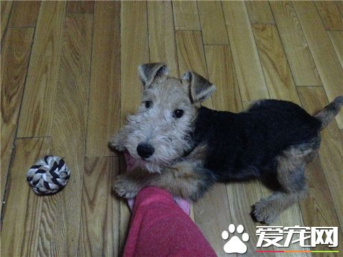 哪裡有賣萬能梗 國內萬能梗很少可以國外購買