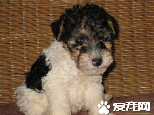 哪裡有賣萬能梗 國內萬能梗很少可以國外購買