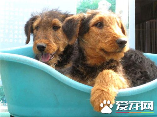 哪裡有賣萬能梗 國內萬能梗很少可以國外購買