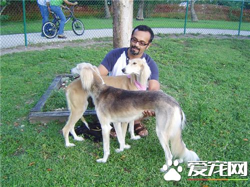 哪裡有賣薩路基犬的 國內大多寵物店都沒有