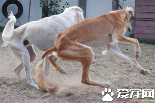 哪裡有賣薩路基犬的 國內大多寵物店都沒有