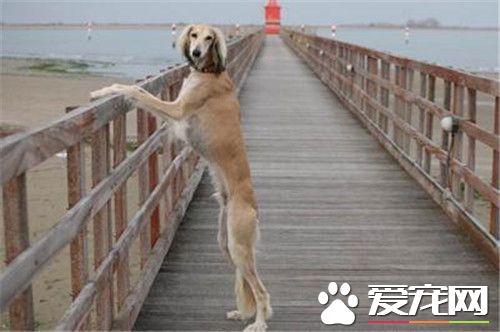 哪裡有賣薩路基犬的 國內大多寵物店都沒有