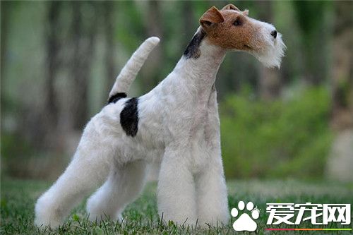 哪裡有賣剛毛獵狐梗 寵物市場都能夠買到