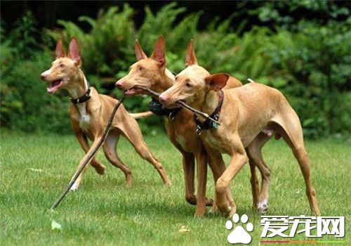 哪裡有賣的法老王獵犬 寵物市場可以買到