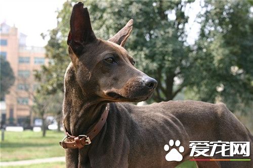 哪裡有賣的法老王獵犬 寵物市場可以買到