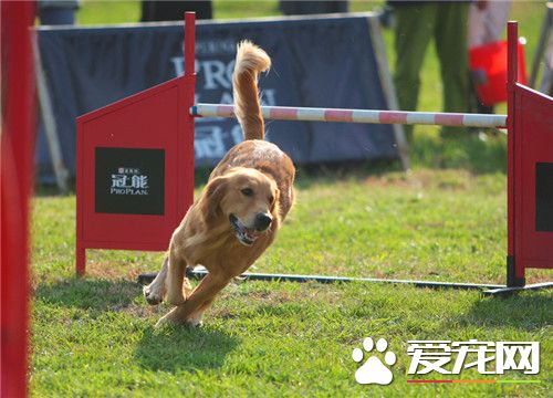 哪裡有賣的法老王獵犬 寵物市場可以買到