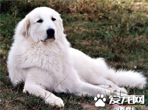 哪裡有賣大白熊犬 可到各地的寵物市場