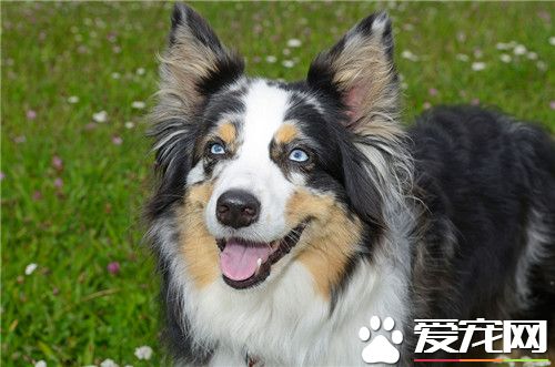 哪裡有賣澳洲牧羊犬 當地的寵物店可以購買
