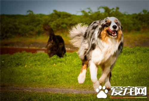 哪裡有賣澳洲牧羊犬 當地的寵物店可以購買