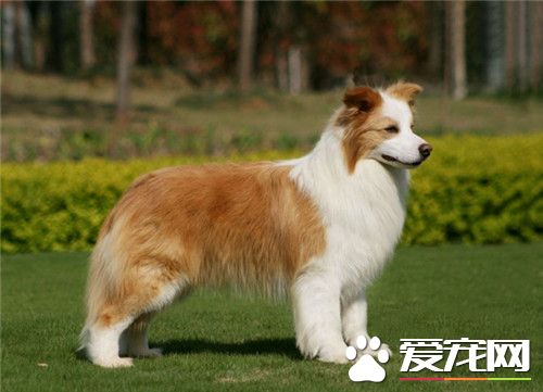 哪裡有賣澳洲牧羊犬 當地的寵物店可以購買