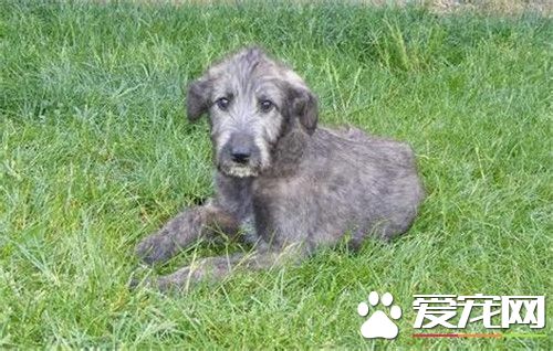 哪裡有賣愛爾蘭獵狼犬 可以在寵物店裡買