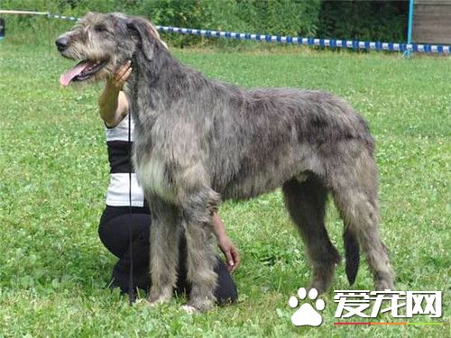 哪裡有賣愛爾蘭獵狼犬 可以在寵物店裡買
