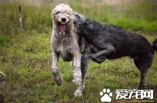 哪裡有賣愛爾蘭獵狼犬 可以在寵物店裡買