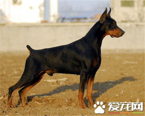 哪裡有杜賓犬賣 可以去專業繁殖基地購買