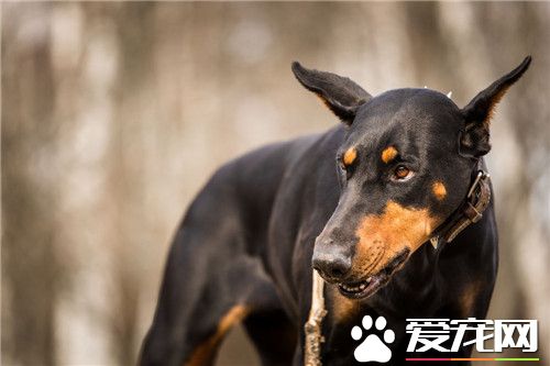 哪裡有杜賓犬賣 可以去專業繁殖基地購買