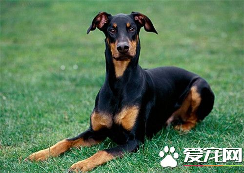 哪裡有杜賓犬賣 可以去專業繁殖基地購買