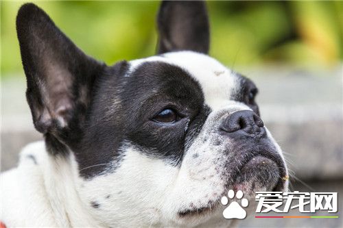 哪裡有波士頓梗買 可以去寵物店購買
