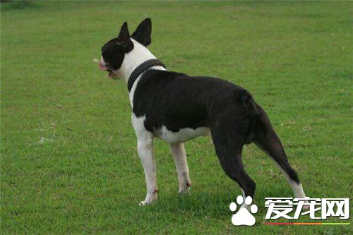 哪裡有波士頓梗買 可以去寵物店購買