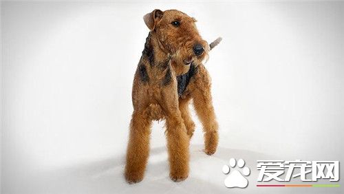 哪裡能買萬能梗 當地專業的寵物市場進行購買