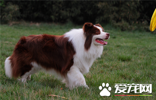 哪裡買邊境牧羊犬好 可以去正規狗捨購買