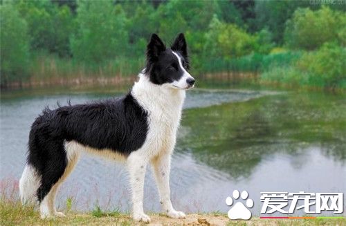 哪裡買邊境牧羊犬好 可以去正規狗捨購買