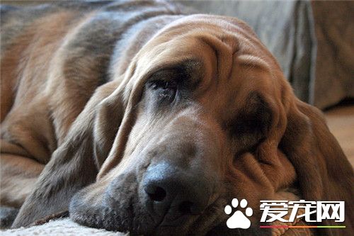 哪裡可以買到尋血獵犬 到正規寵物店進行選擇