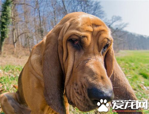 哪裡可以買到尋血獵犬 到正規寵物店進行選擇